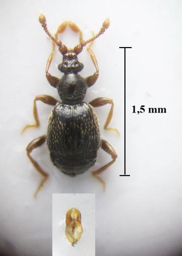 Bryaxis bulbifer